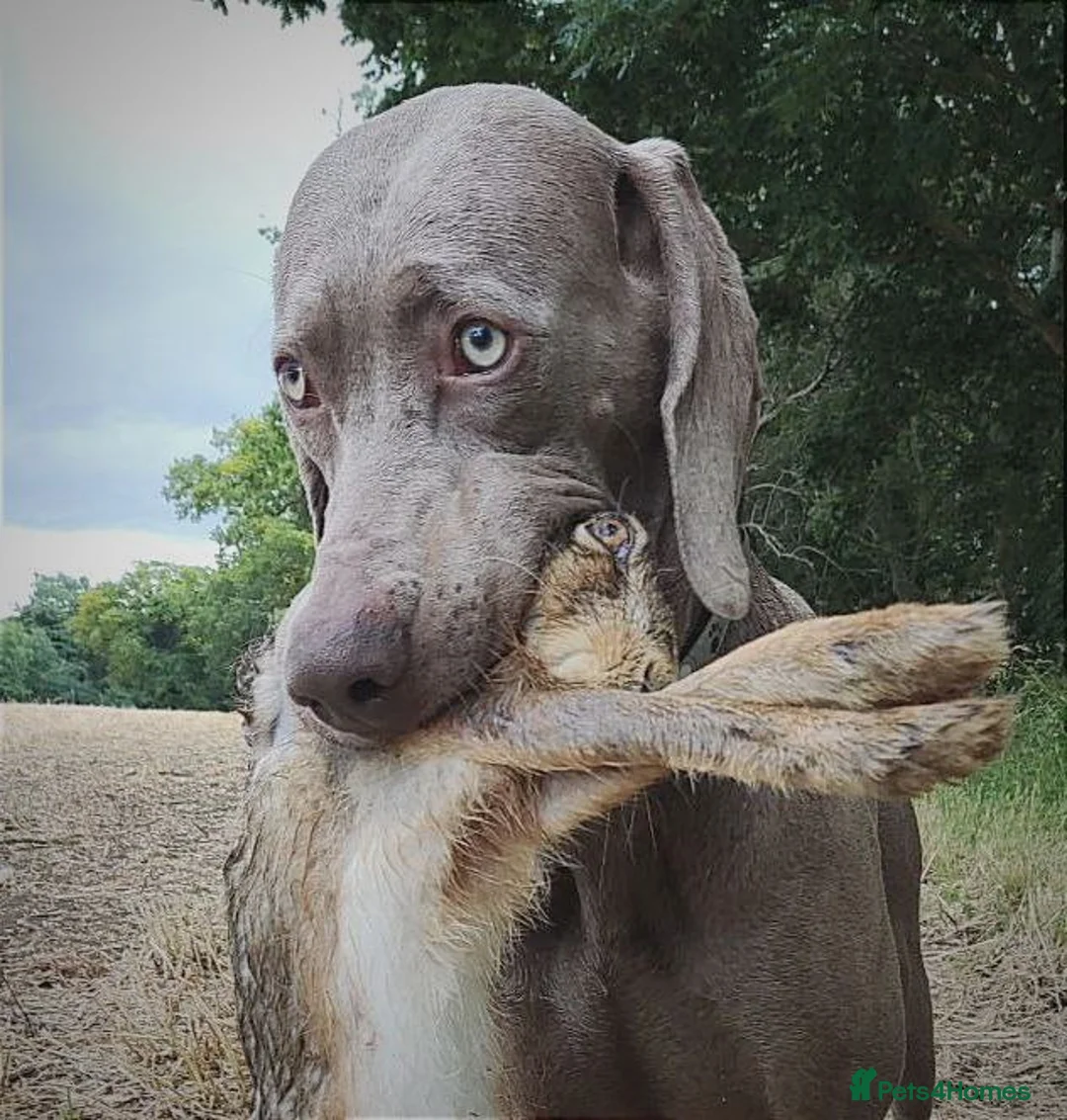 Weimaraner dogs for stud: 🌟Superb🌟Proven🌟Hip Scored🌟KC in Woodbridge - Advert 8