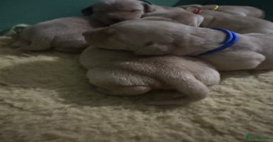 Labrador Retriever dogs - Advert 5