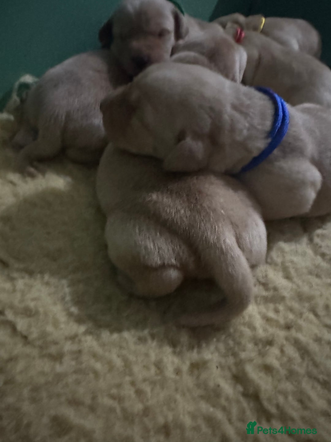 Labrador Retriever dogs for sale: KC Health Tested Fox Red Labrador pups  - Image 3