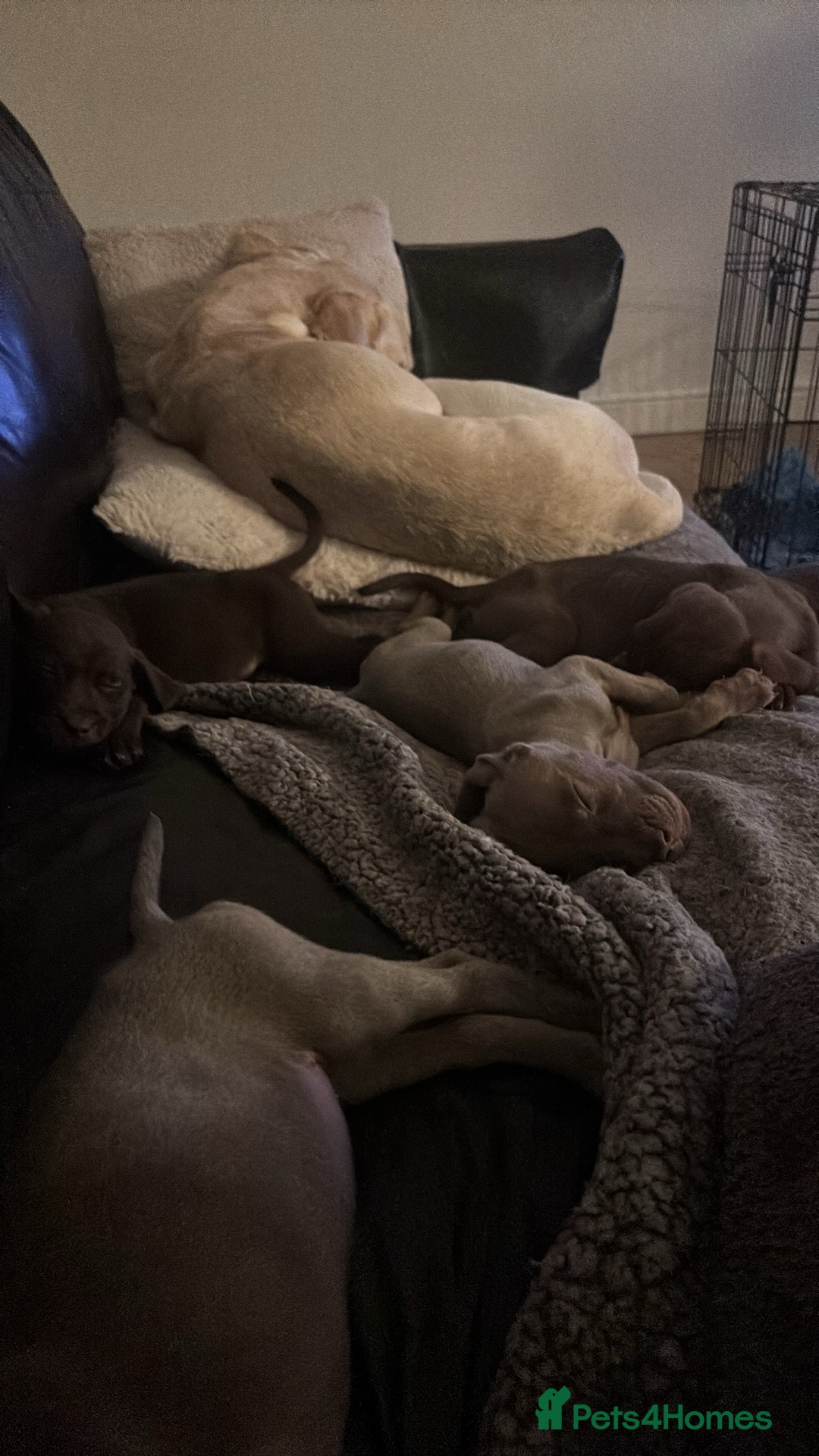 Mixed Breed dogs Weimaraner/ lab pups ready to go  - Advert 1