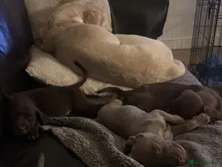 Mixed Breed dogs Weimaraner/ lab pups ready to go - Advert 1