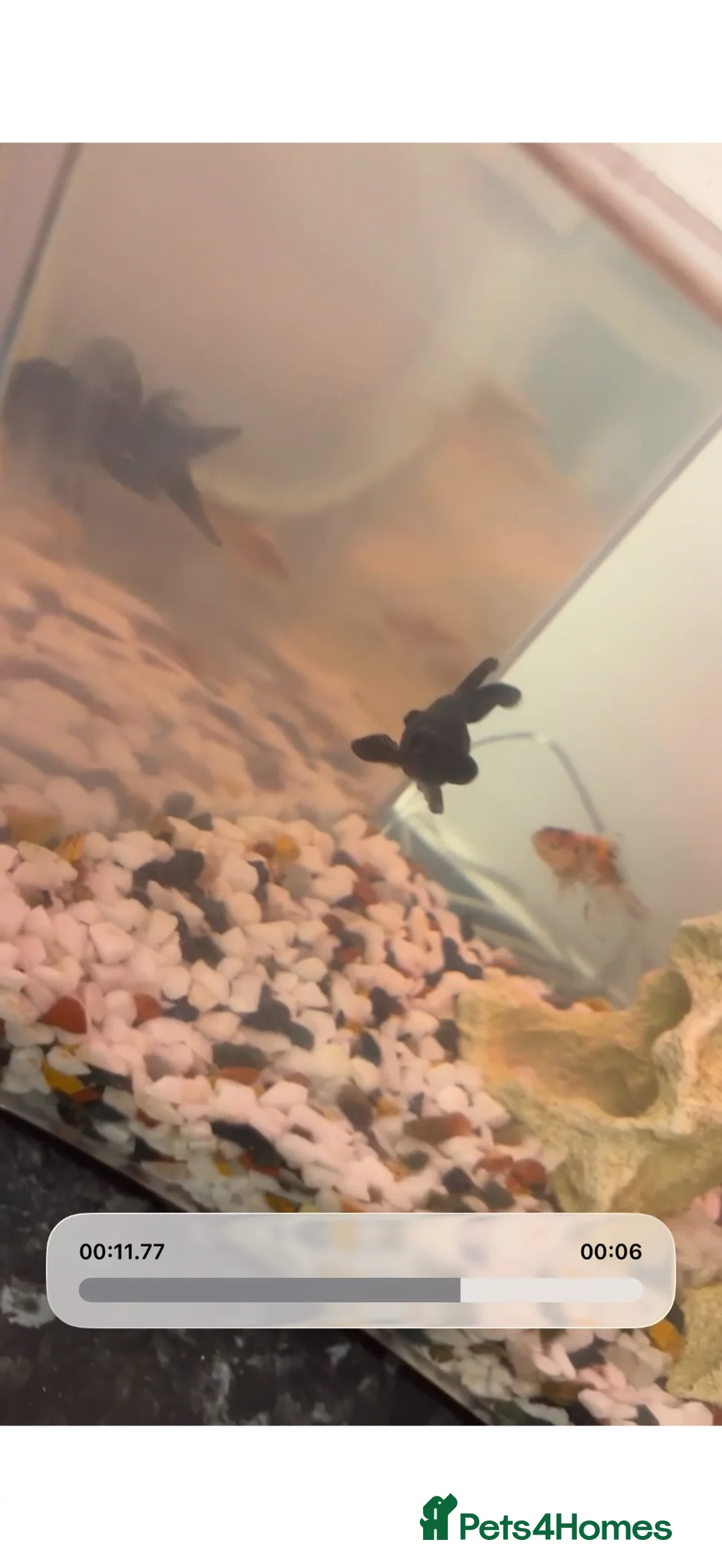 Goldfish fish for sale: 2 fish and tank with everything for sale  - Advert 4
