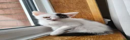 Mixed Breed cats for sale: Kittens for sale - Advert 5