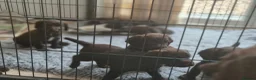 Sprocker dogs for sale: Working Sprocker Chocolate Puppies for sale - Advert 16