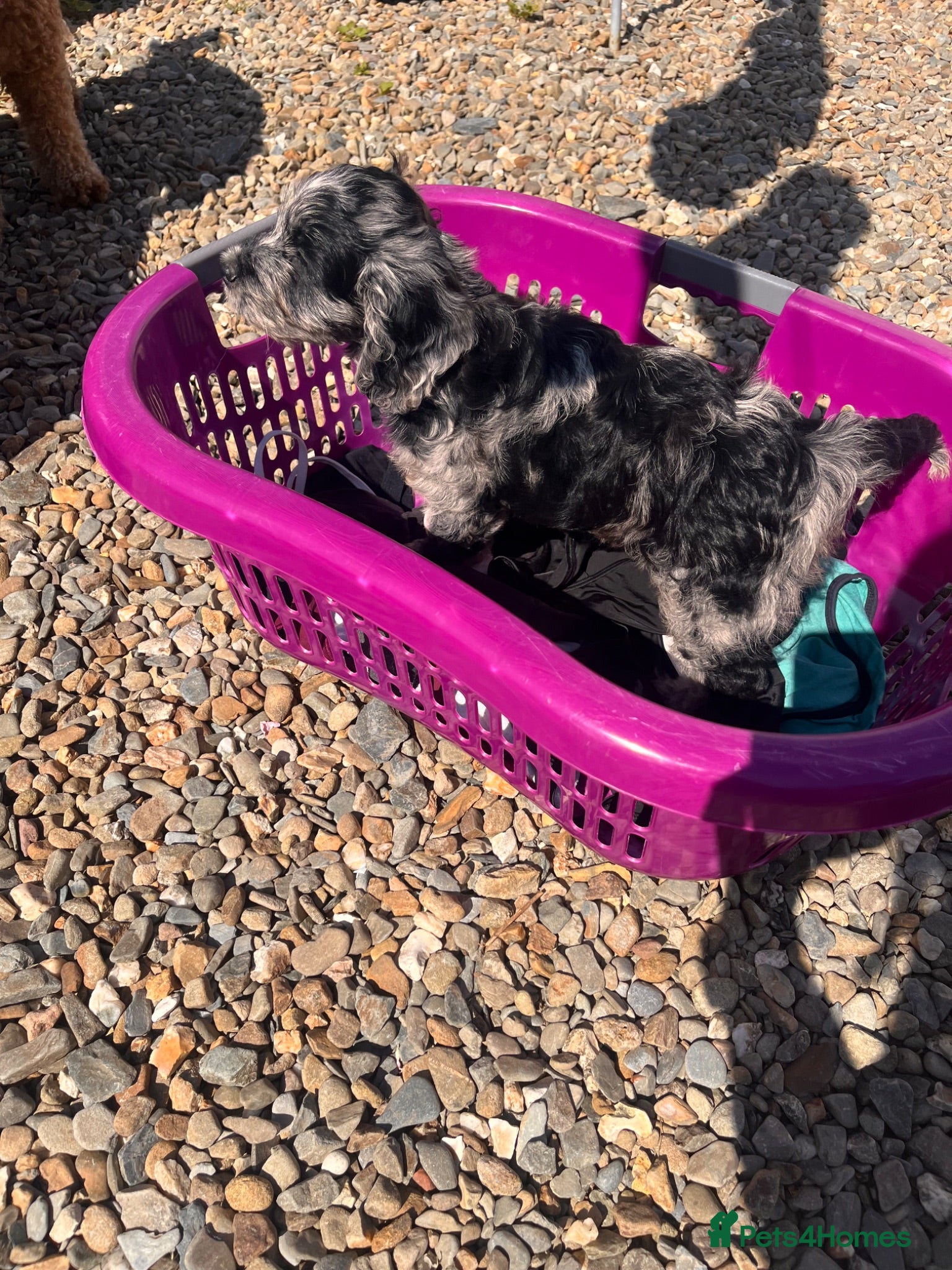 Cockapoo dogs Cockapoo F1 Merle - Advert 10