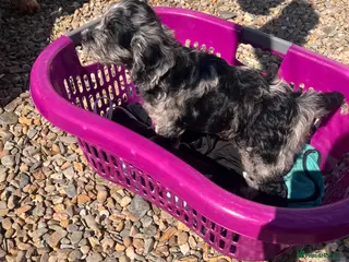 Cockapoo dogs Cockapoo F1 Merle - Advert 10