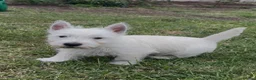 West Highland Terrier dogs for sale: Beautiful west highland terrier pups - Advert 2