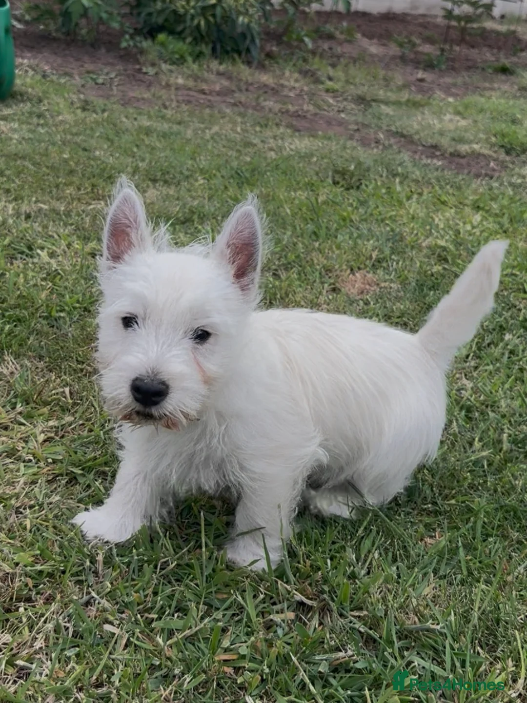 West Highland Terrier dogs for sale: Beautiful west highland terrier pups - Advert 2