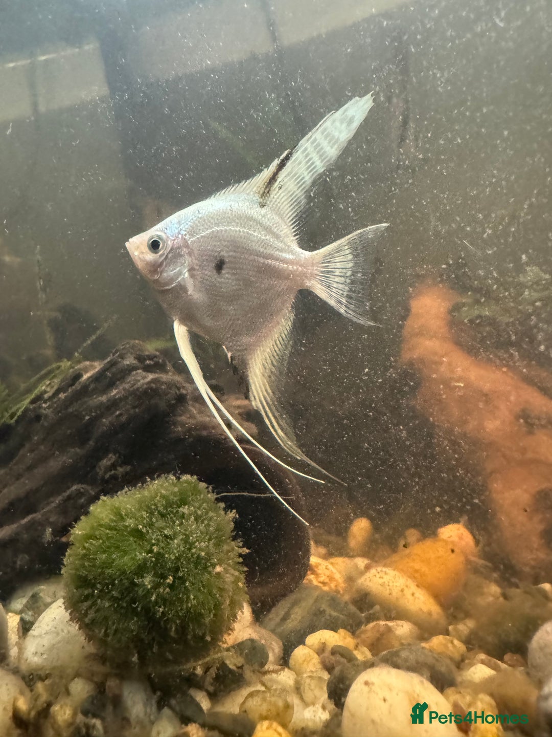 Bettas fish for sale: 8 Angelfish 1 female Betta  - Advert 9