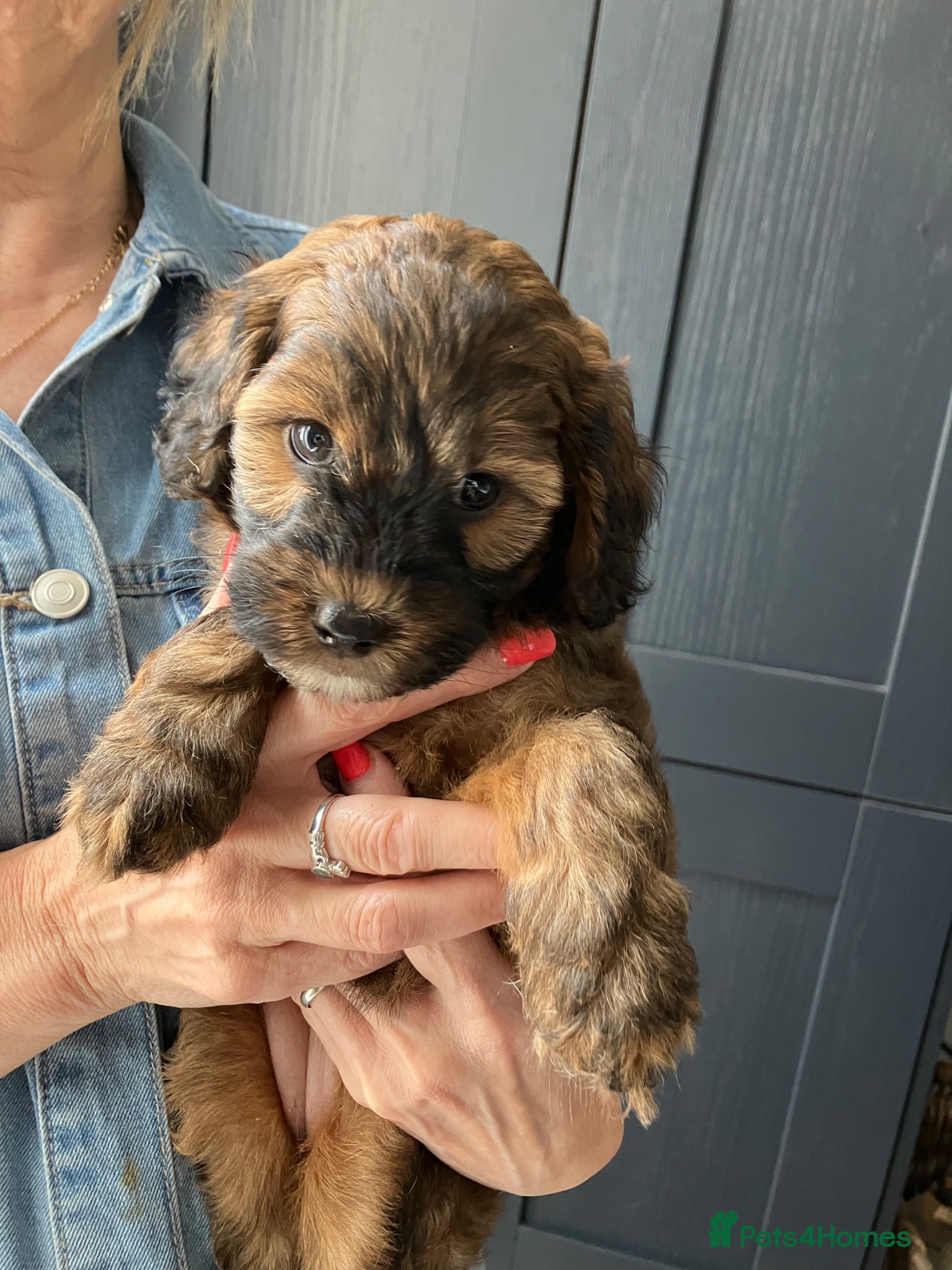 Mixed Breed dogs Jackapoo (Parsons) pups for sale - Advert 3