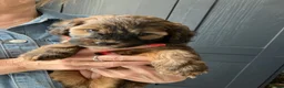 Mixed Breed dogs for sale: Jackapoo (Parsons) pups for sale - Advert 7