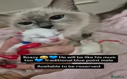Ragdoll cats for sale: Quality ragdoll kittens 🐾 Sepias & traditional  - Image 14