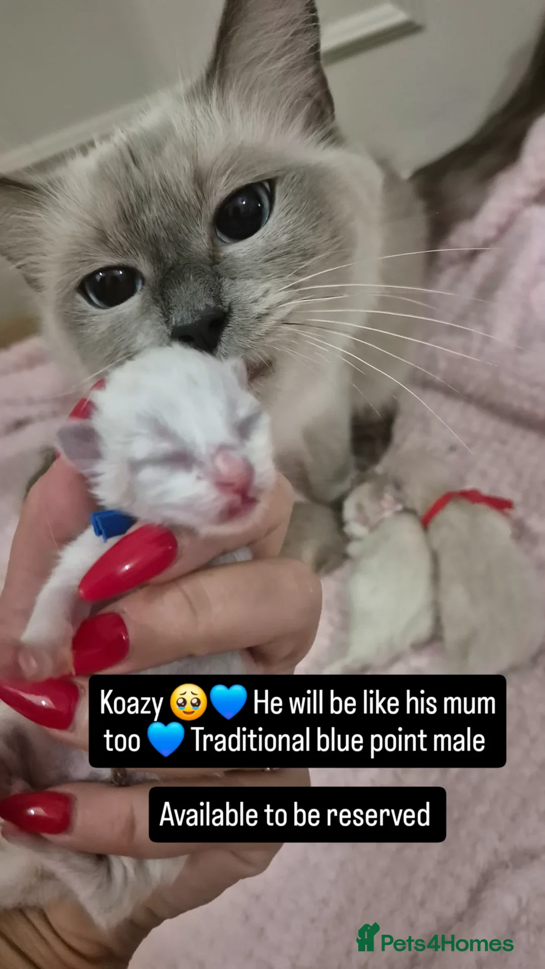 Ragdoll cats for sale: Quality ragdoll kittens 🐾 Sepias & traditional  - Image 14
