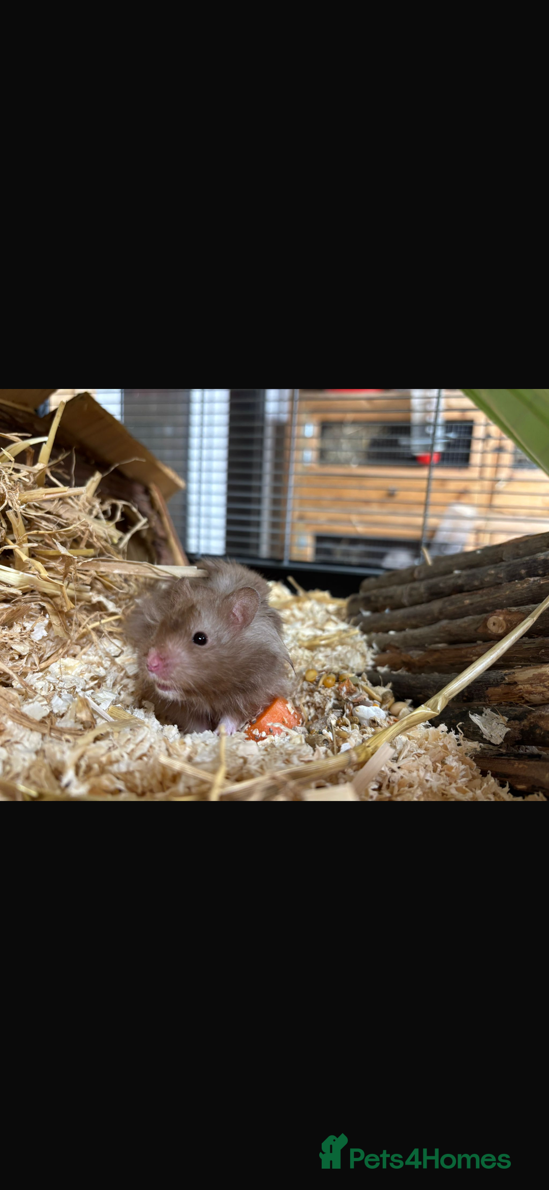 Hamster rodents for sale: Male Syrian hamster  - Advert 5
