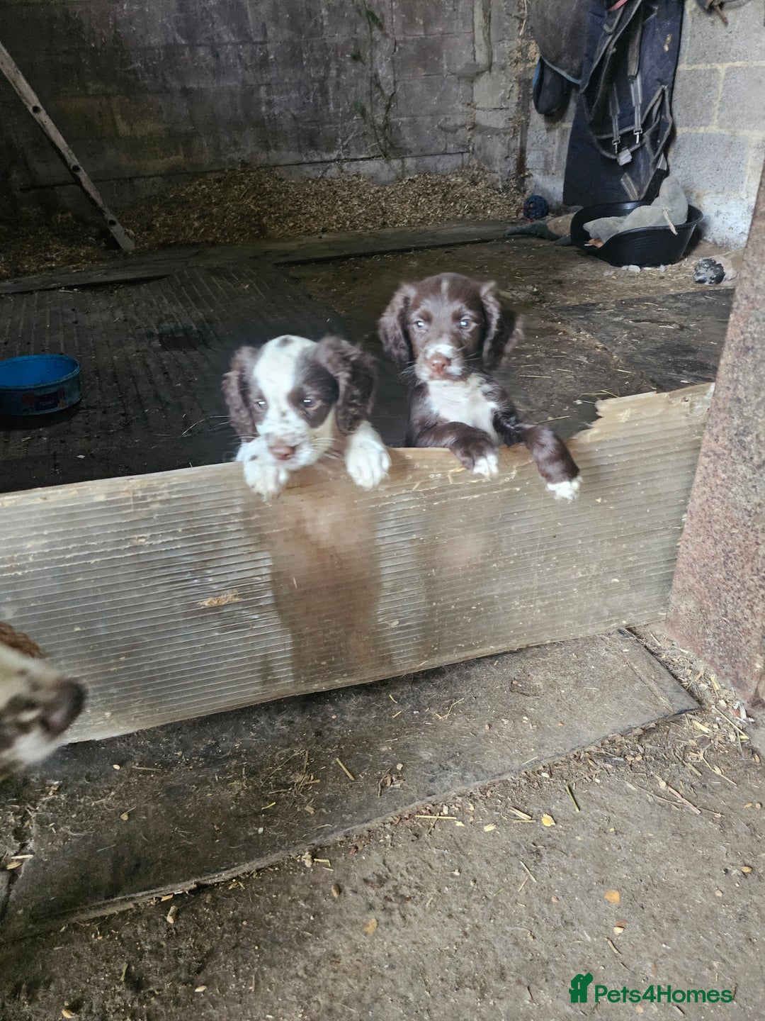 Sprocker dogs for sale: Sprocker pups - Image 2