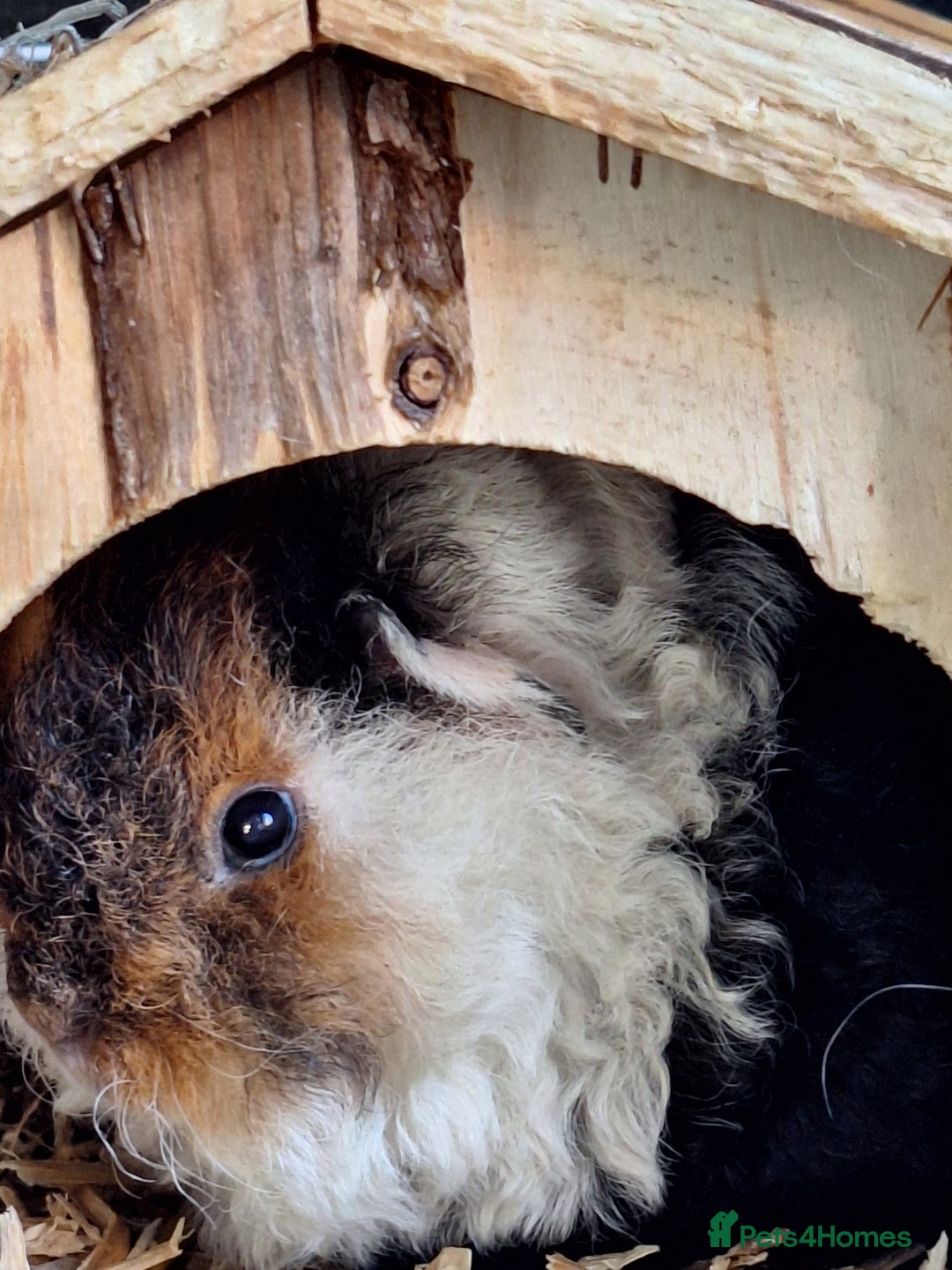 Guinea Pig rodents for sale: Pure Breed Merino pups  - Advert 1