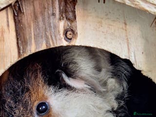 Guinea Pig rodents Pure Breed Merino pups - Advert 5