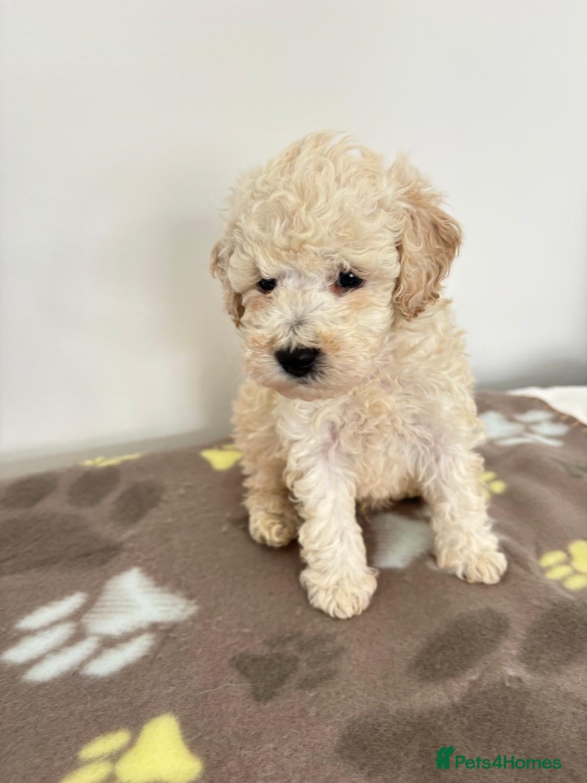 Toy Poodle dogs Poodle puppies from health tested parents  - Advert 2