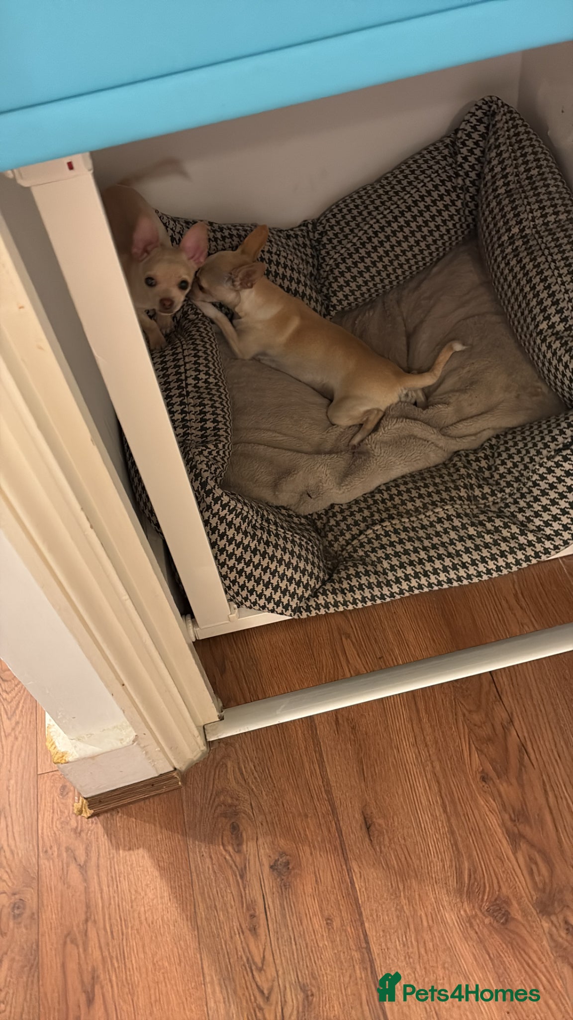 Chihuahua dogs for sale: 1 boy left - Advert 5