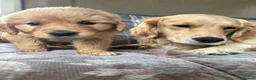 Golden Retriever dogs for sale: Stunning KC Golden Retriever Pups READY NOW - Advert 17