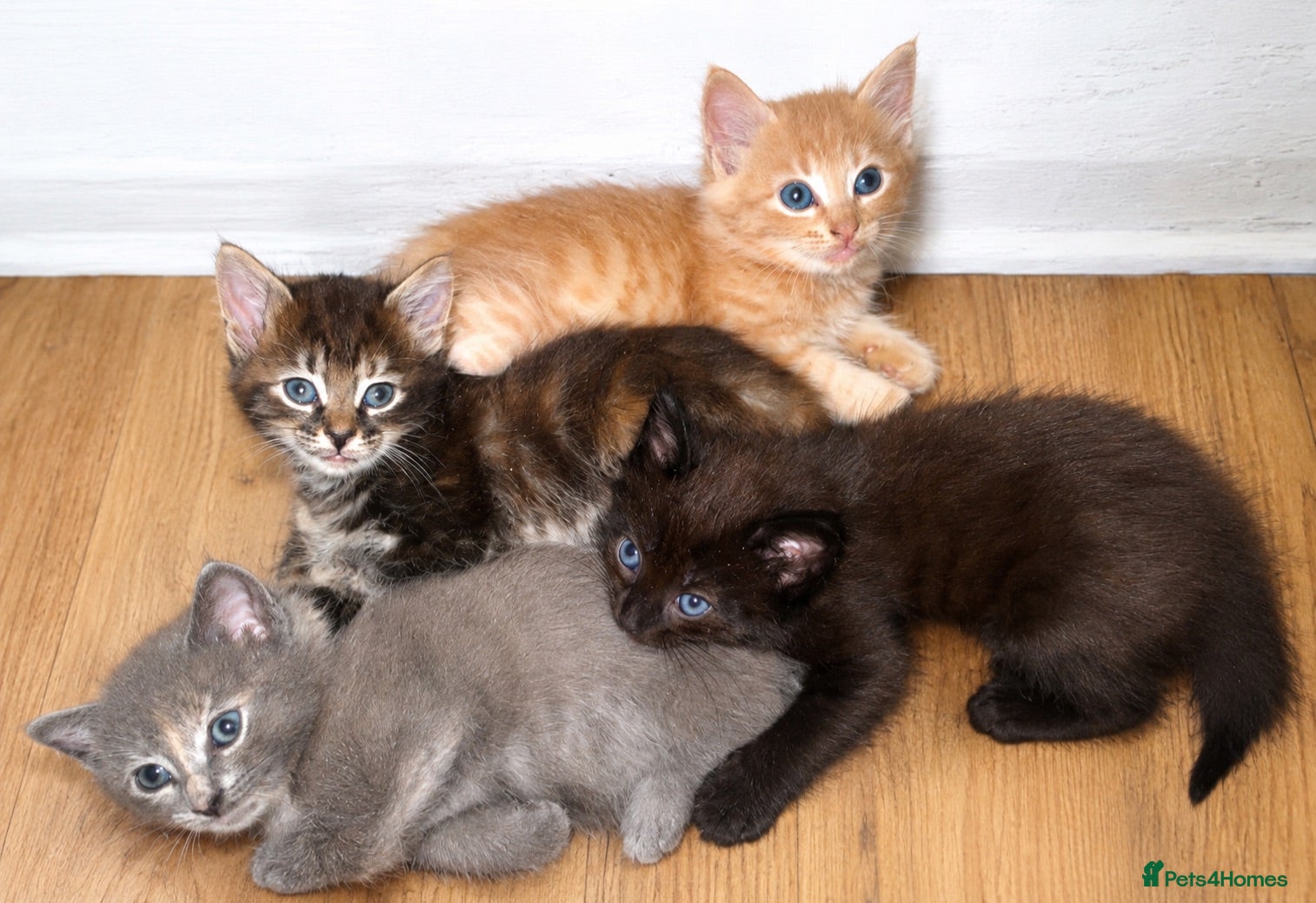 Mixed Breed cats     Friendly Ginger Boy and Three Lovely Girls - Advert 17
