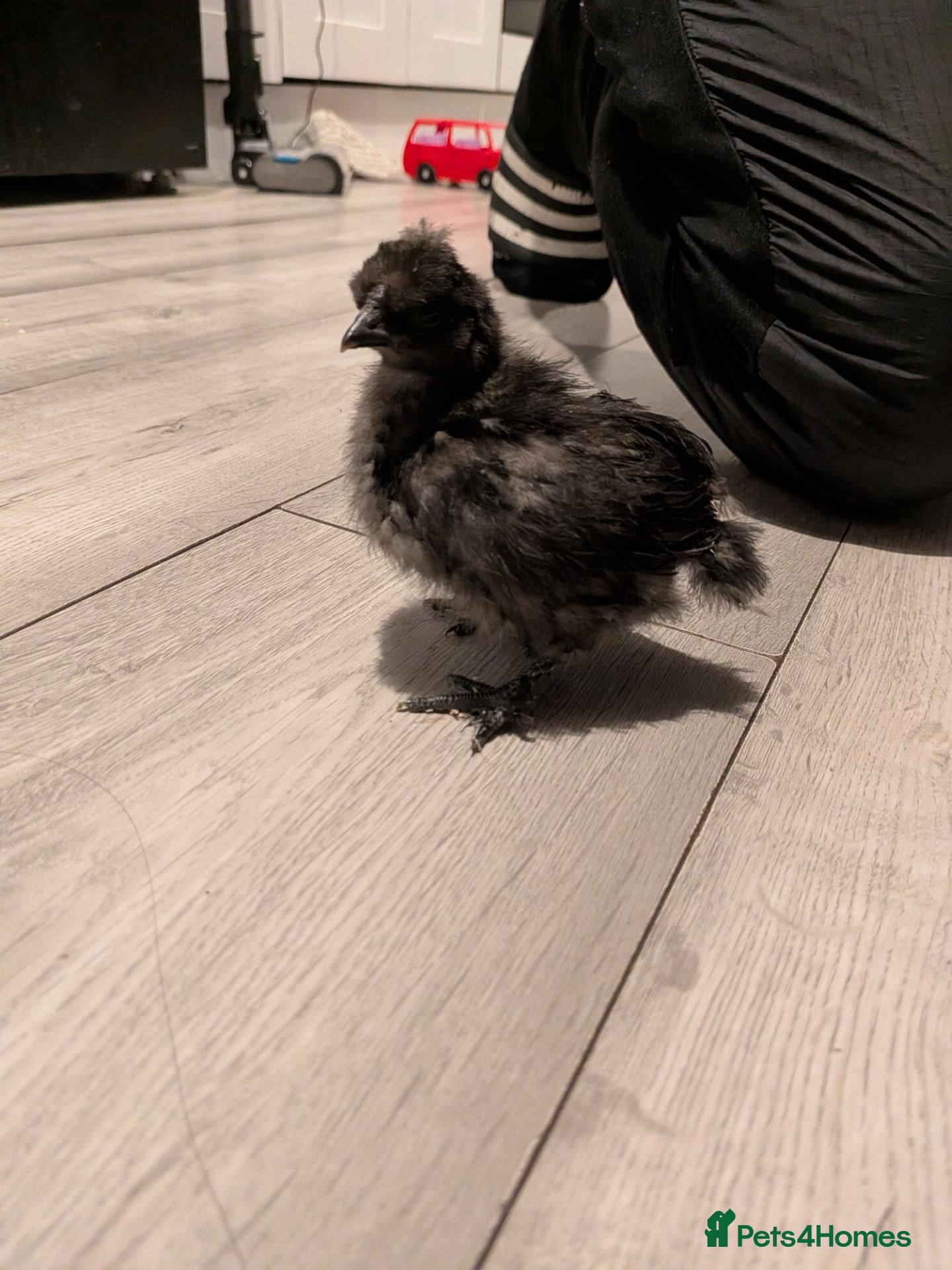 Chickens poultry Silkie CHICKS MIXED COLOURS 3 LEFT  - Advert 2