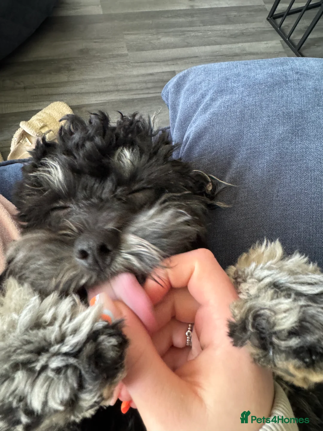 Shihpoo dogs for stud: gorgeous Shihpoo boy for studding  - Advert 5