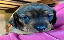 Dachshund dogs for sale: 5 adorable smooth haired dachshund puppies - Image 3