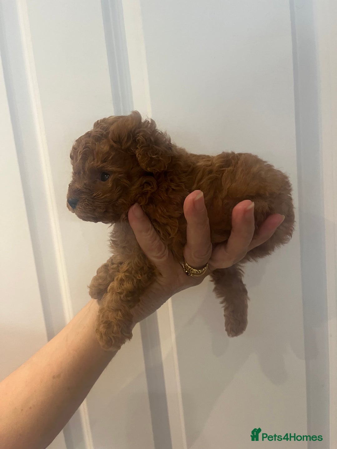Toy Poodle dogs for sale: Deep red toy poodle puppies available 🧸  - Image 3