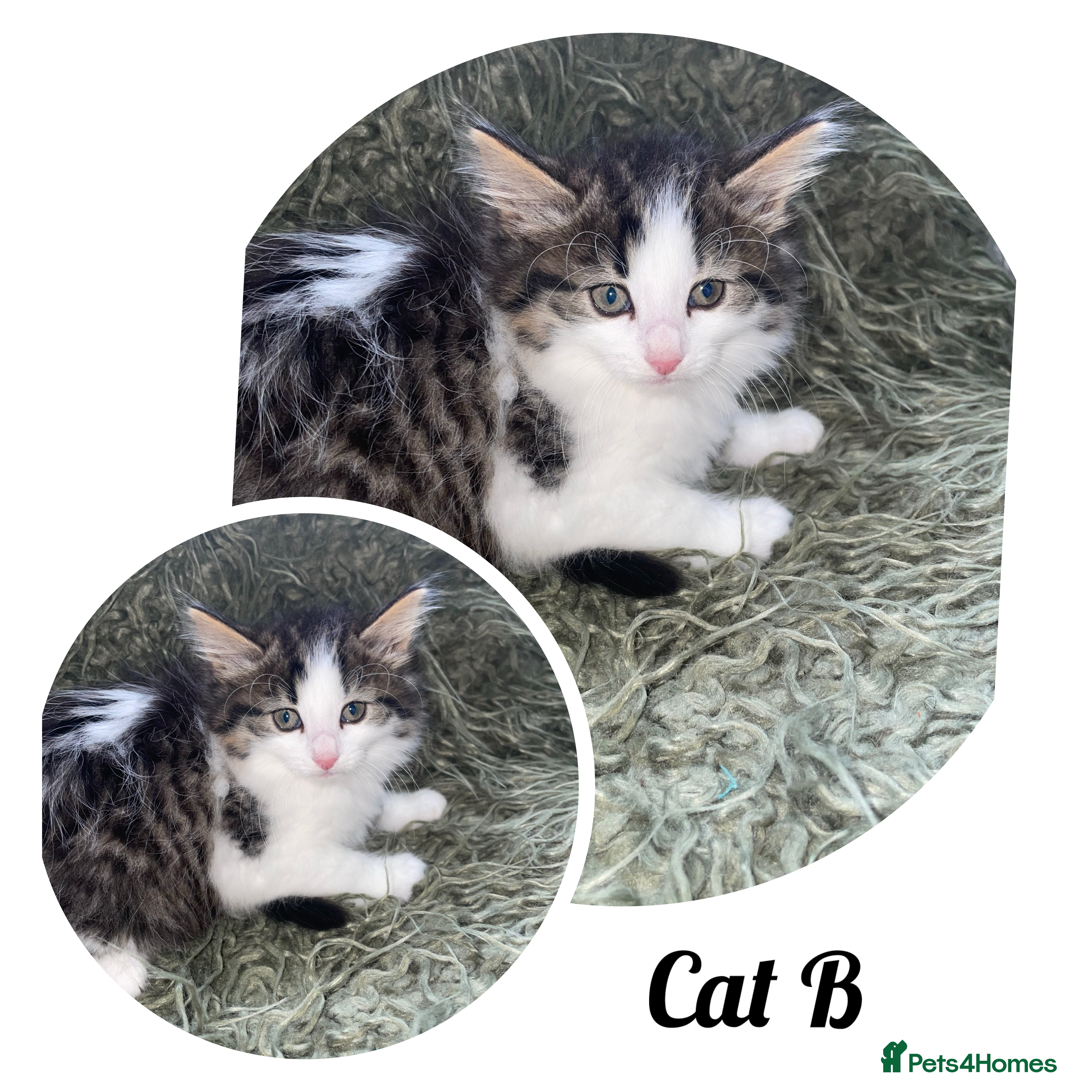 Mixed Breed cats for sale: Kittens ready to leave  in Halifax - Advert 5