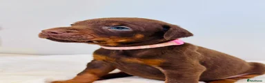 Dobermann Puppy 7