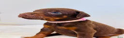 Dobermann dogs for sale: CHESHIRE WORLD CLASS DOBERMAN PUPPY in Winsford - Advert 7