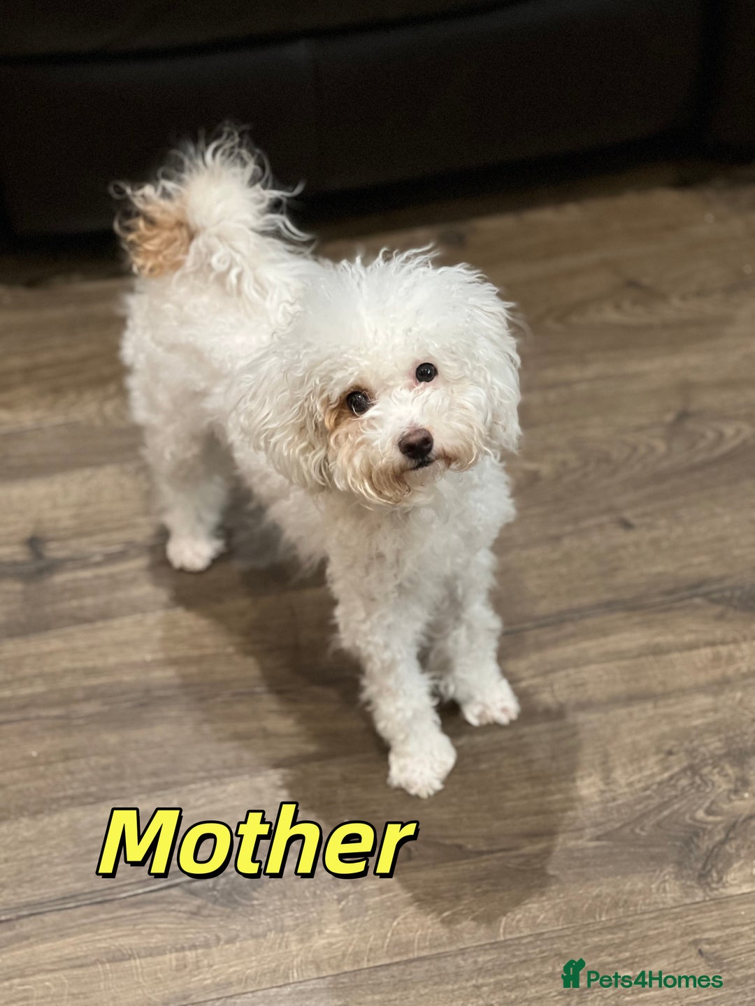 Toy Poodle dogs for sale: 4 stunning pure-bred Toy Poodle puppies - Advert 2