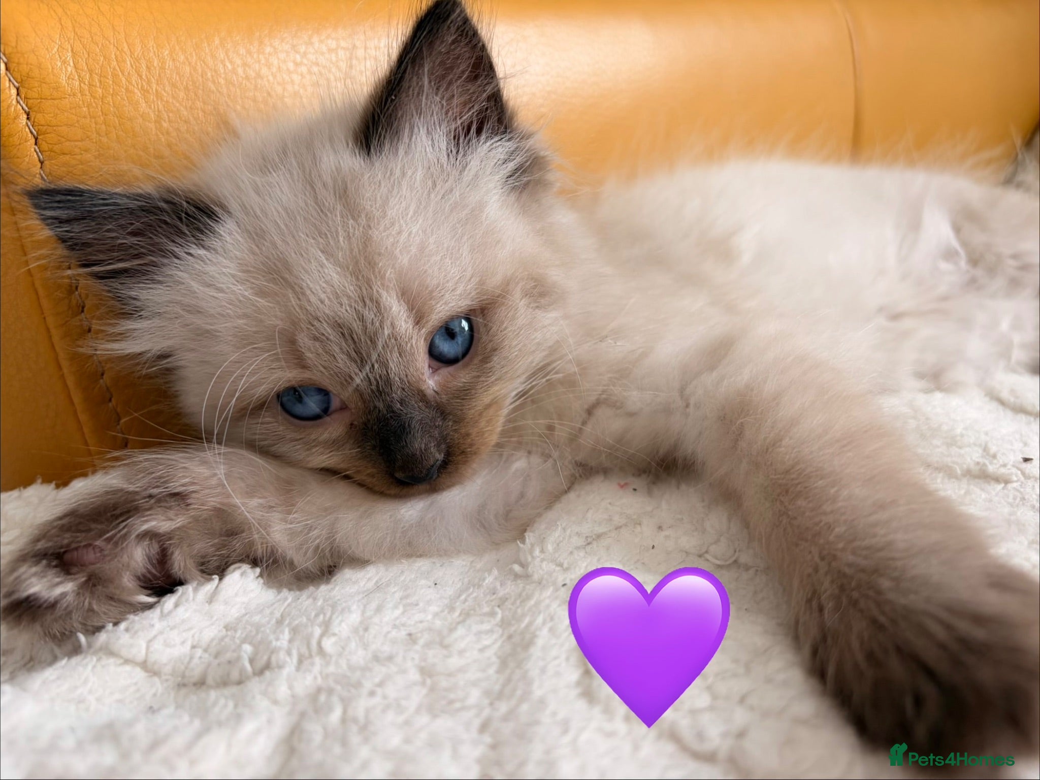 Ragdoll cats 🌸Fantastic 4 Ragdoll 🌸 Full of LoVe 🌸 - Advert 2