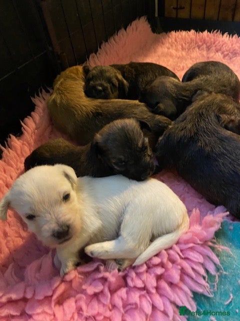 Jack Russell dogs Gorgeous Rough Coated Jack Russell Puppies - Advert 2