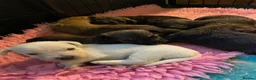 Jack Russell dogs for sale: Gorgeous Rough Coated Jack Russell Puppies in Boston - Advert 1