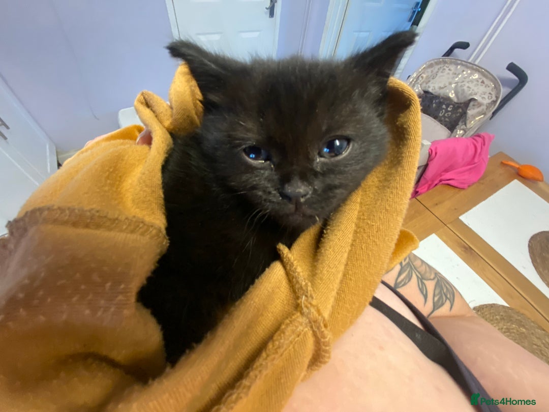 Mixed Breed cats for sale: Two black rescue kittens - Image 3