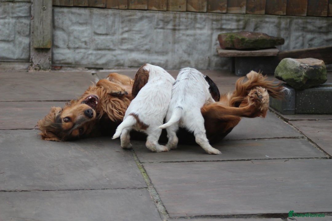 Cocker Spaniel dogs for sale: Beautiful pedigree cocker spaniel puppies - Image 6
