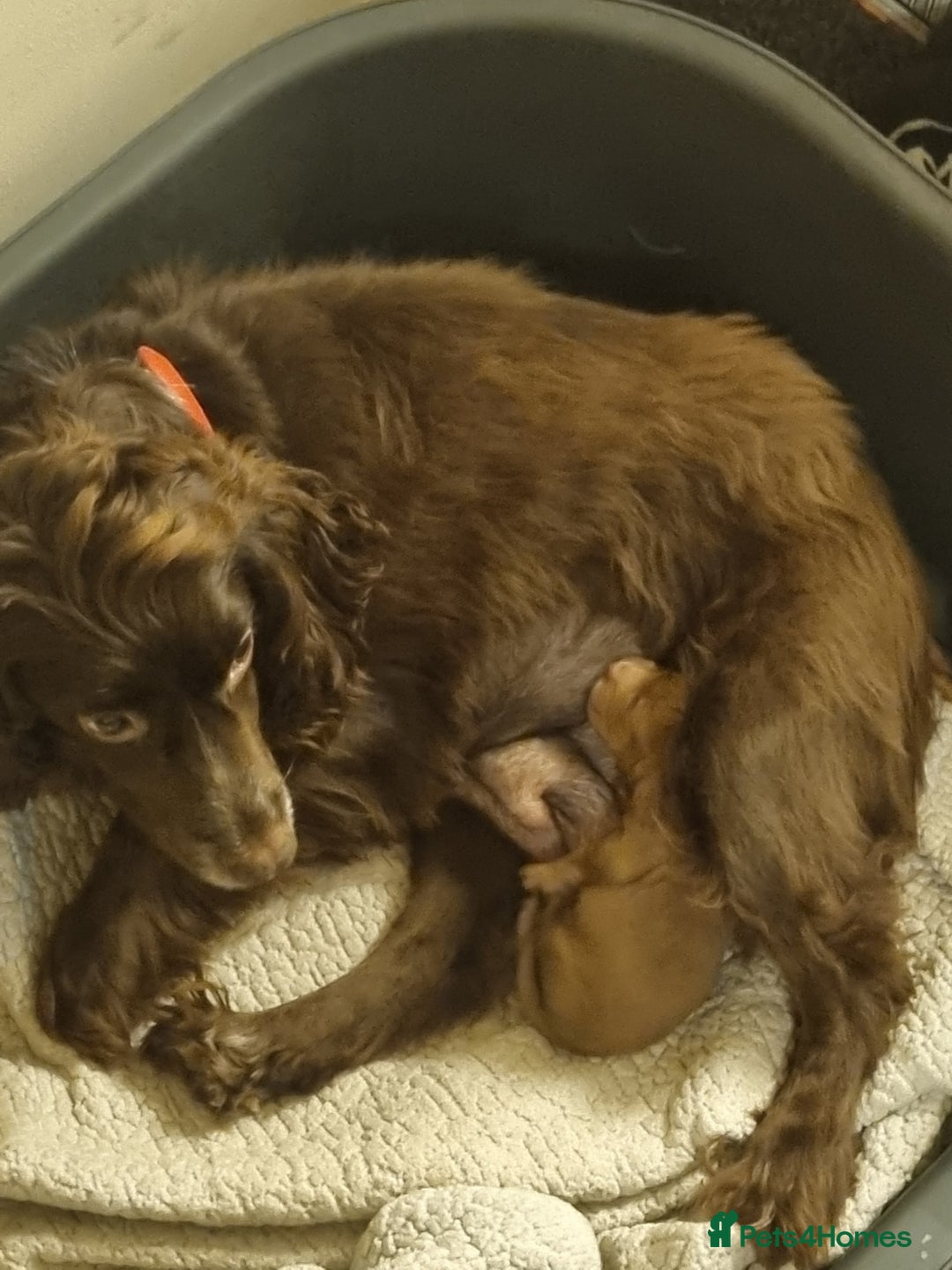 Cocker Spaniel dogs for sale: Male cocker spaniel - Advert 2