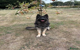 German Shepherd dogs for sale: Desperate for his forever home! - Image 1