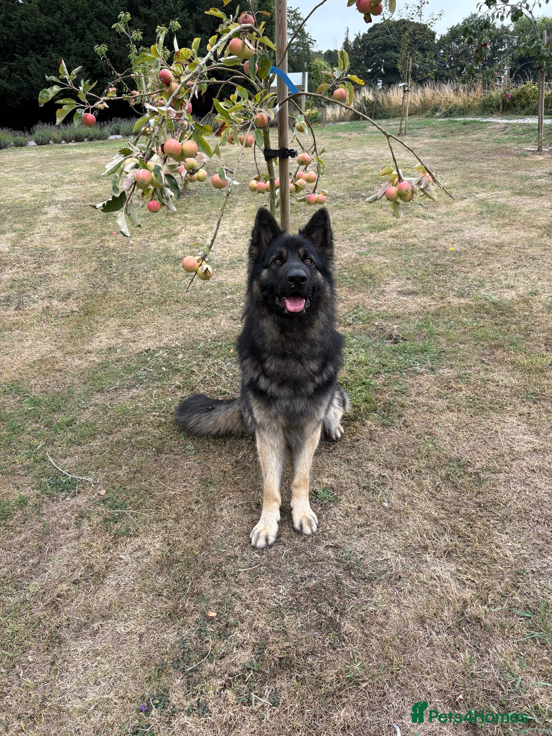 German Shepherd dogs for sale: Desperate for his forever home! - Image 1