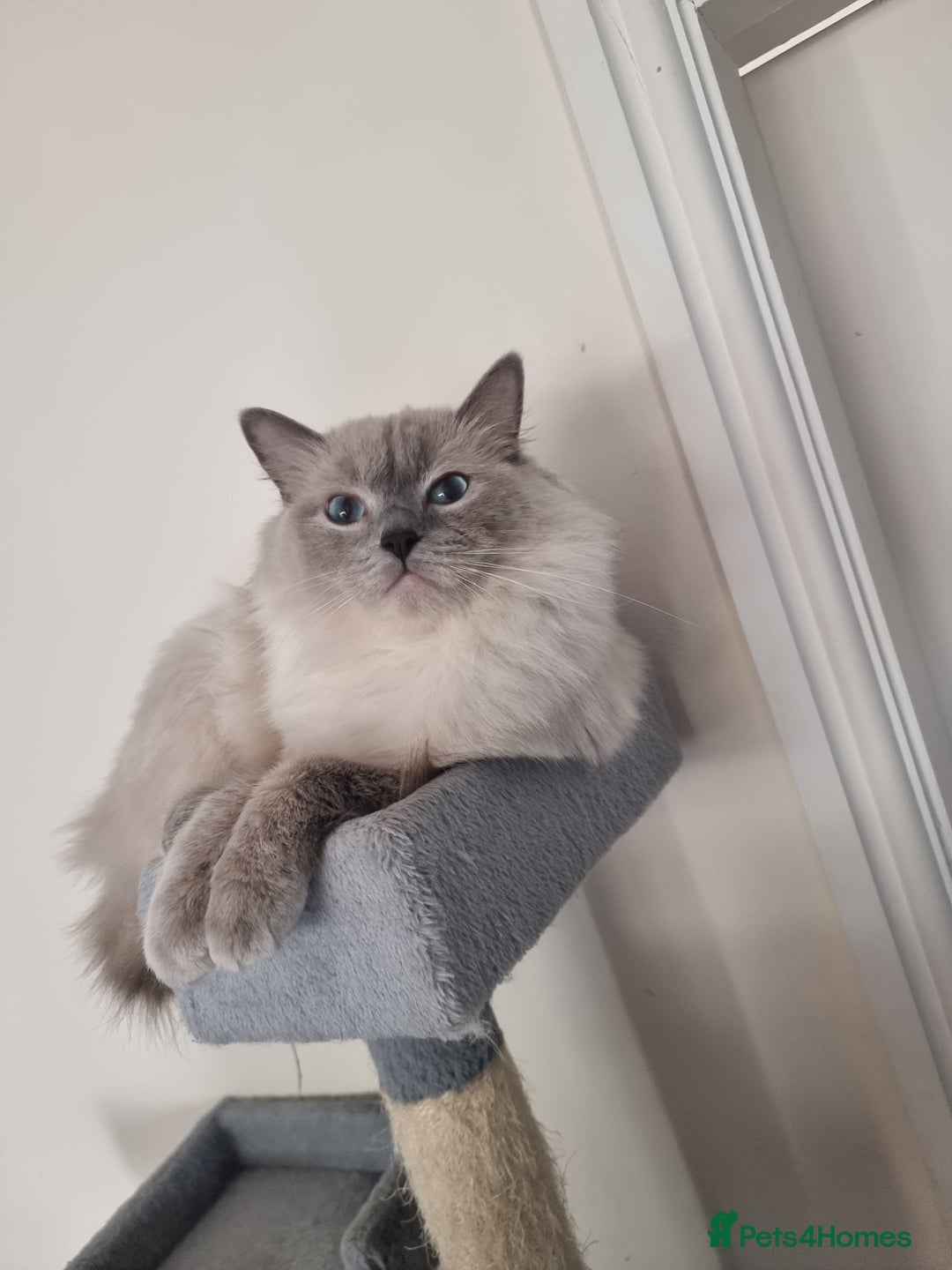 Ragdoll cats for sale: Last Girl Blue point - Ready Now   - Image 8