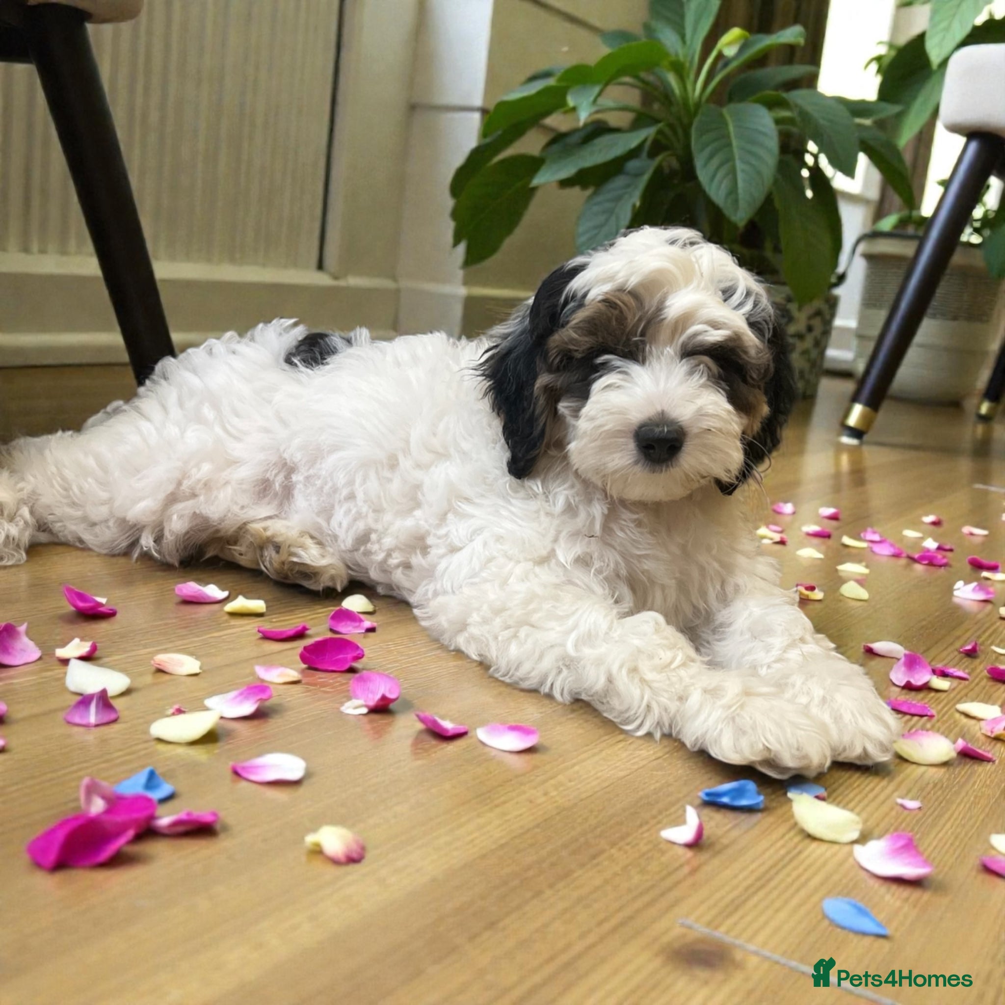 Australian Labradoodle dogs Ready to go 🐶🐶 only one Girl left !! - Advert 2