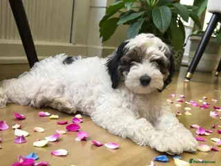 Australian Labradoodle dogs Ready to go 🐶🐶 only one Girl left !! - Advert 2