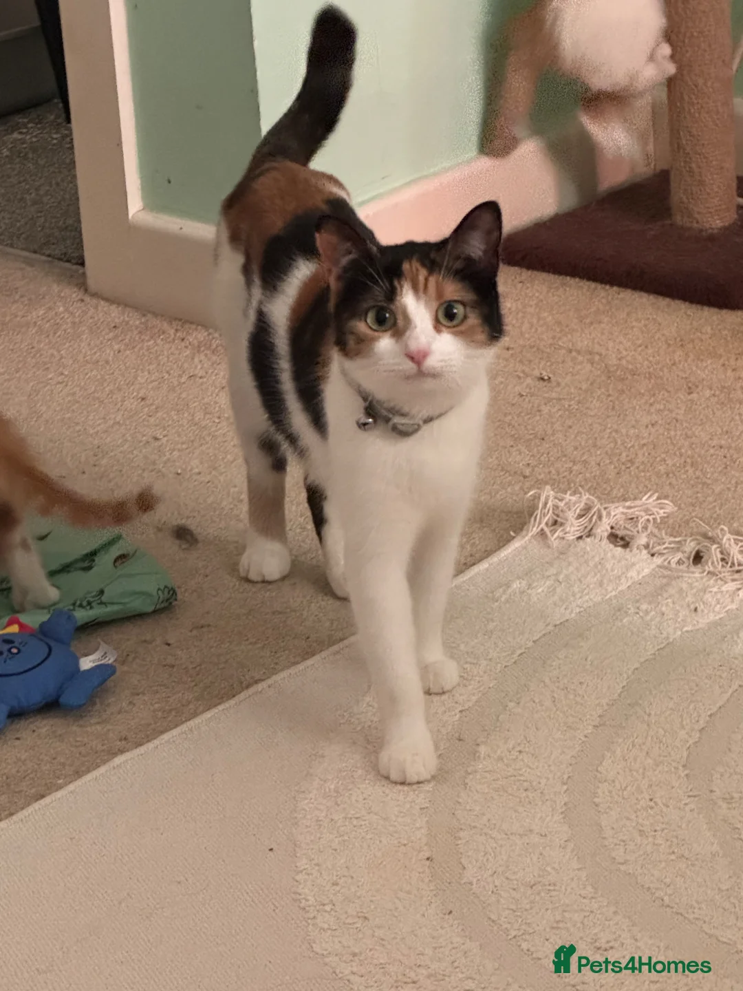 Mixed Breed cats for sale: Mixed breed girls - Advert 1