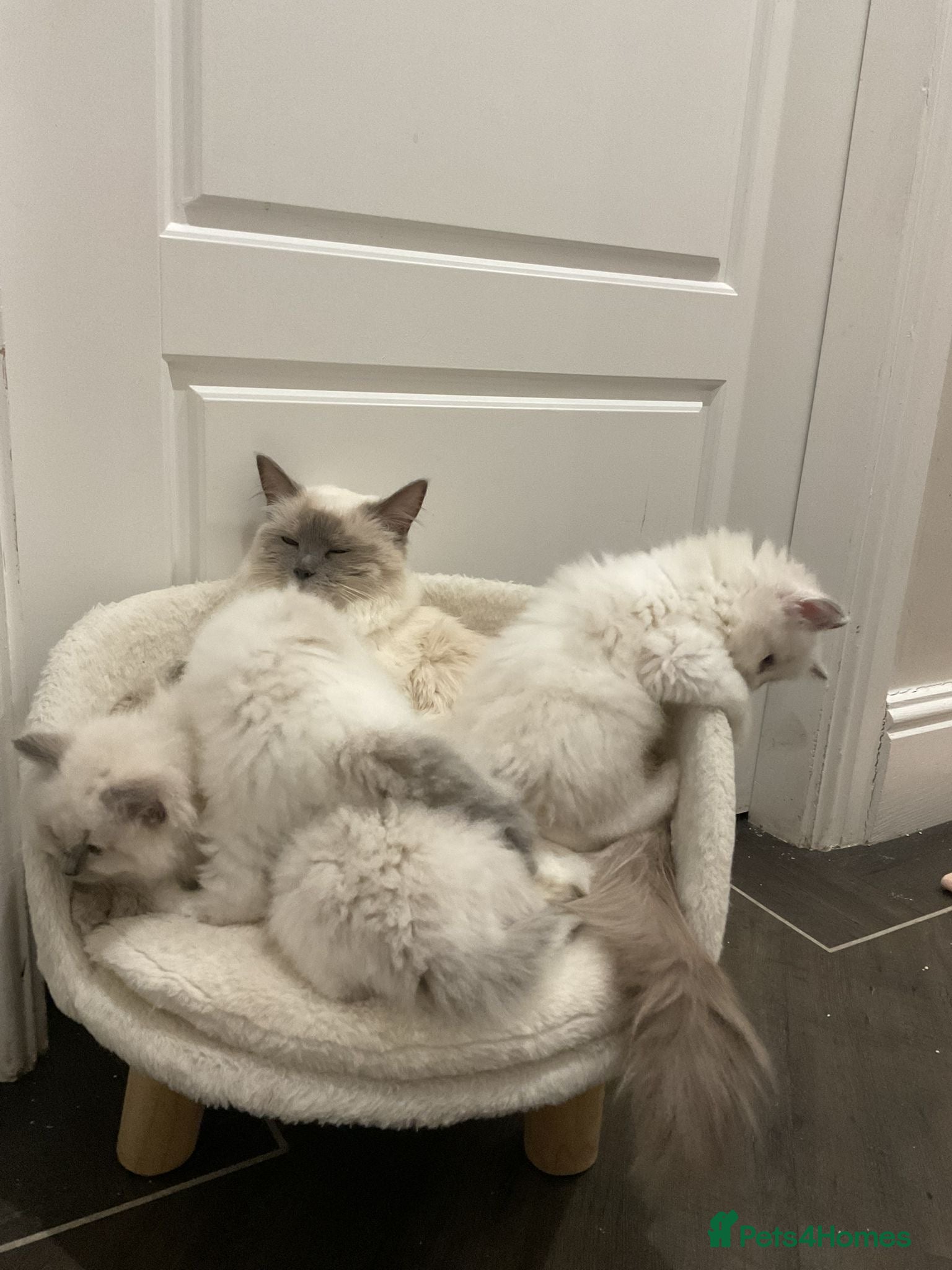 Ragdoll cats GORGEOUS BABY RAGDOLLS  - Advert 1