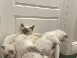 Ragdoll cats GORGEOUS BABY RAGDOLLS - Advert 1