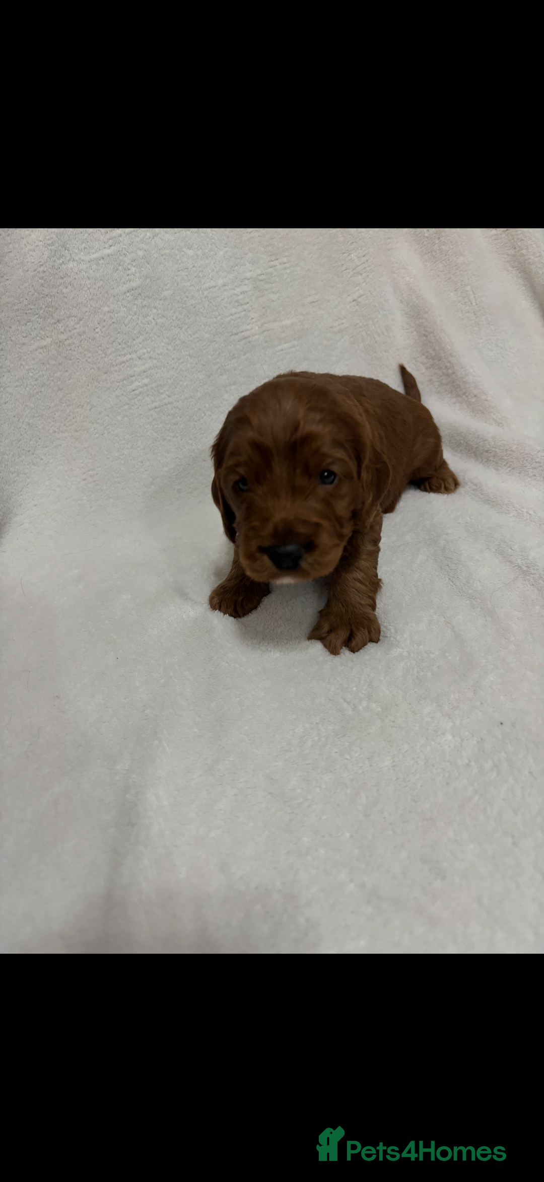 Cockapoo dogs for sale: Cockapoo puppies  - Image 11