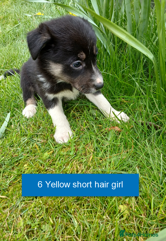 Border Collie dogs Pedigree tri-colour border collie puppies - Advert 2