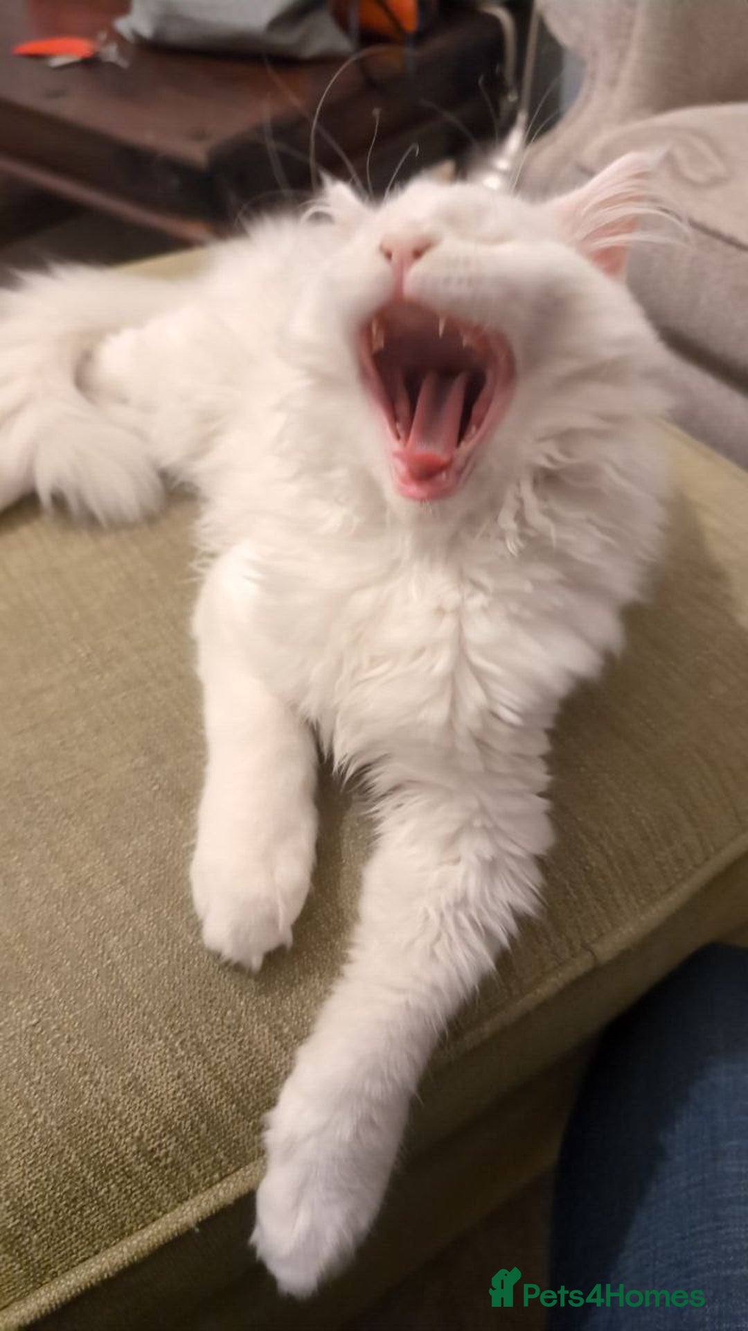 Maine Coon cats for stud: Maine Coon Male Available for Stud - Advert 8